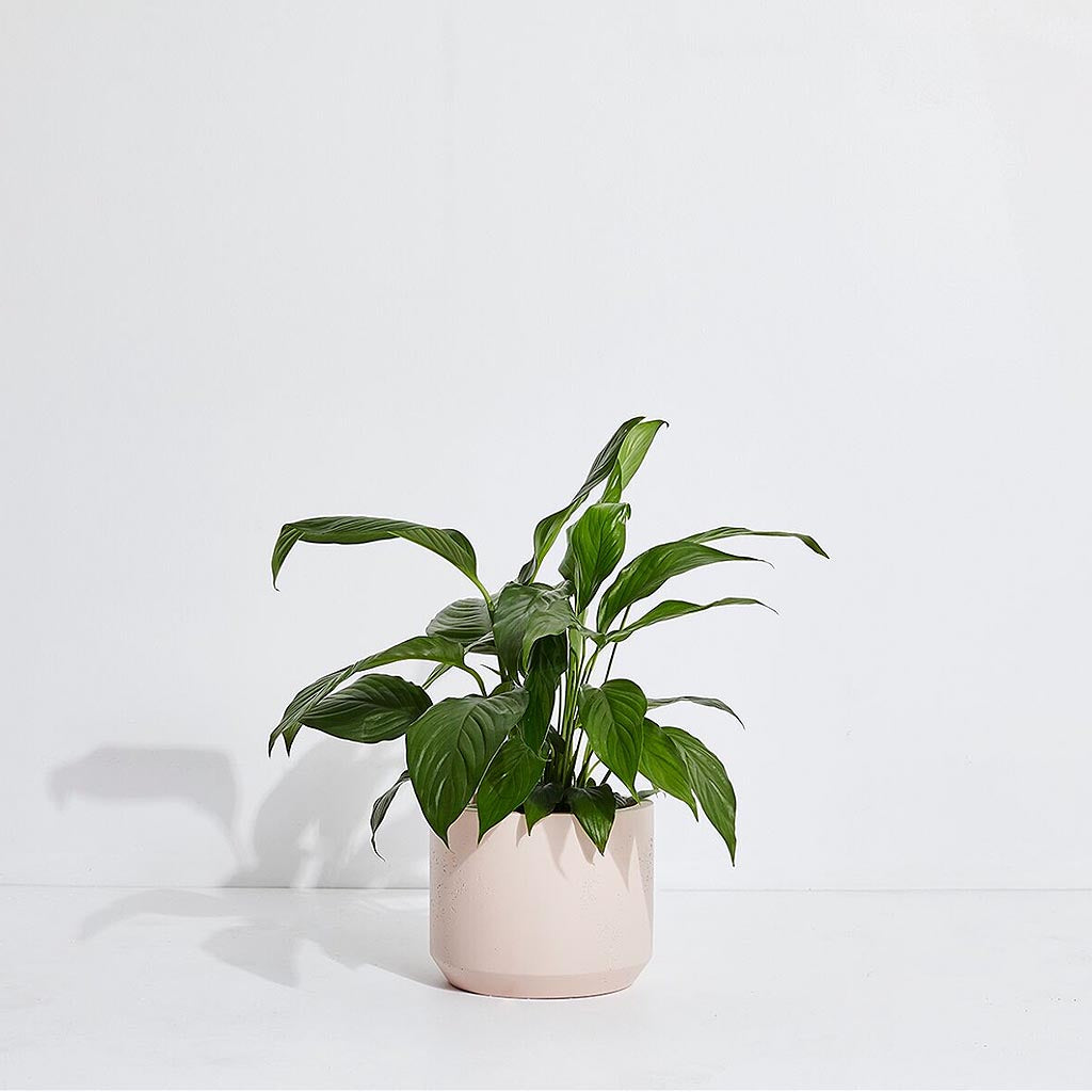 Penny Pot