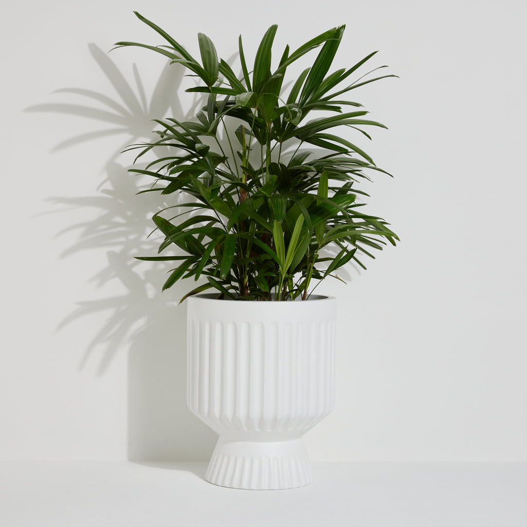 Axel Pot