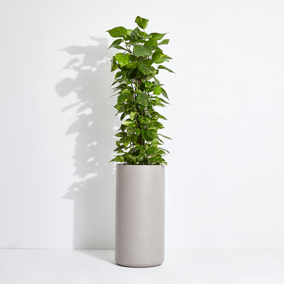 Audrey Pot – On The Side